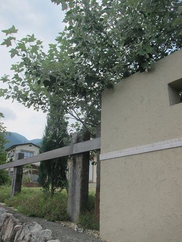 シンボルツリー ホワイトポプラ ガーデニング工房 風我里 滋賀から発信