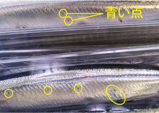 サンマに付いている 青い点々 の正体 中野龍三web