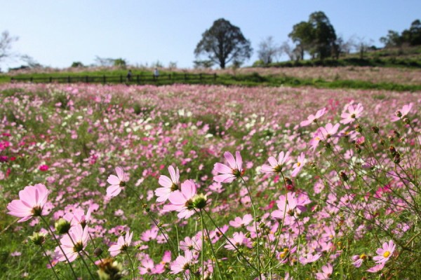 上場高原コスモス園 中島の九州ブログ