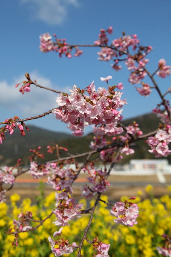 延岡花物語 中島の九州ブログ