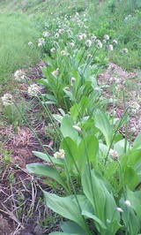 行者にんにくの花 南信州の片田舎 還暦からの山菜栽培記