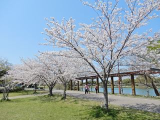桜と池が奇麗な幸公園 豊橋市 三河 遠州 南信州をセロー225でツーリング