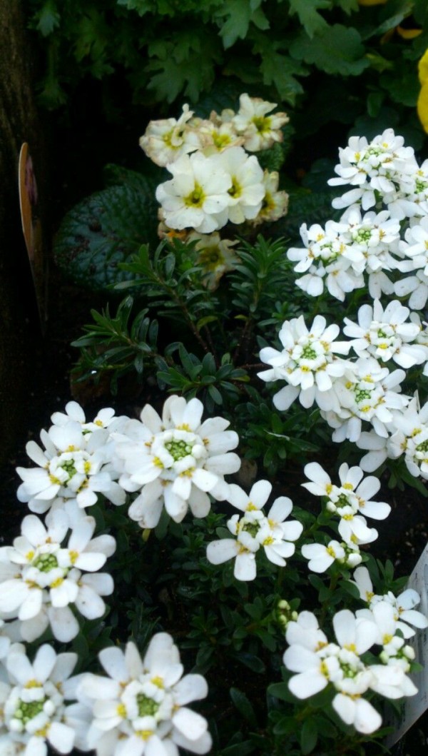 植物図鑑 イベリスの易しい育て方 植物図鑑 ガーデンレコード 花の易しい育て方