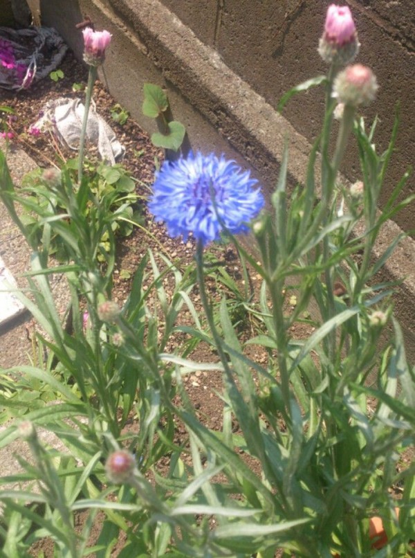 植物観察記録 矢車草の種からの栽培記録 ５月２１日 ８２日目 開花 植物図鑑 ガーデンレコード 花の易しい育て方