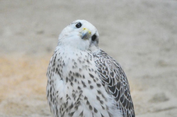 ハヤブサはインコの仲間だと判明 ねこのめ