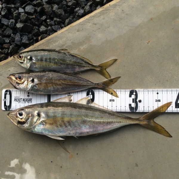 尺アジを追う 志摩を釣る