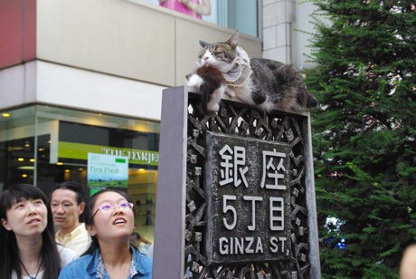 休日の銀座の名物 猫と子猫 ナナシ的エンタメすたいるｎｅｔプラス