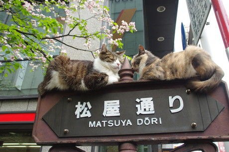 銀座 松屋通りの看板に2匹の猫がのる ナナシ的エンタメすたいるｎｅｔプラス