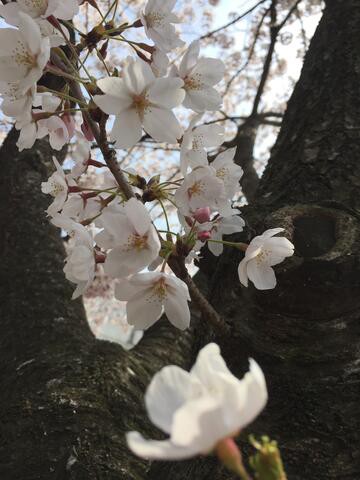 今年の桜 晴れたらお出かけ