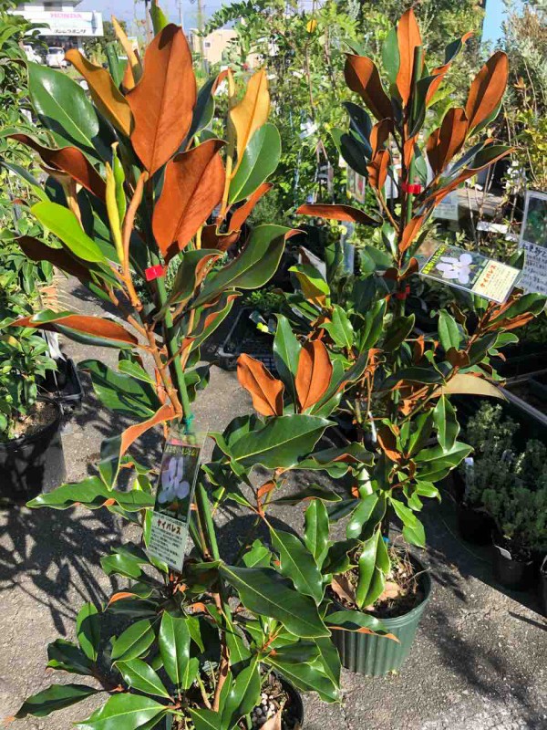 リトルジェム ケイパレス入荷 南坊園一宮市 : 南坊園のブログ