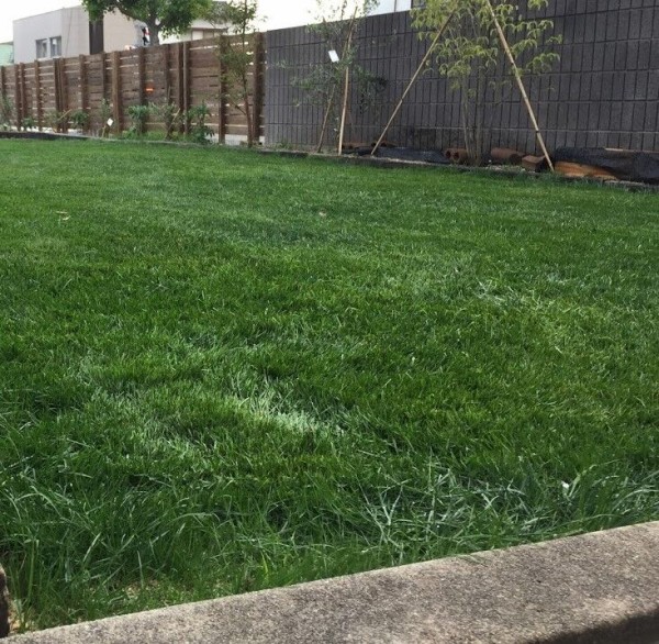 グランドカバー 庭のクラピア なんでもdiy