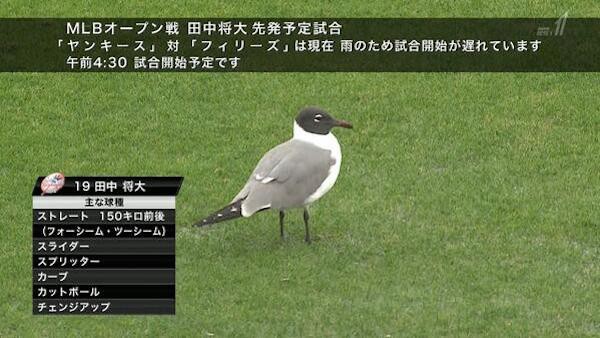 w杯アジア最終予選 鳩 ボール来たンゴオオオオオオwwwwww なんじぇいスタジアム なんjまとめ w杯アジア最終予選 鳩 ボール来たンゴオオオオオオwwwwww なんじぇいスタジアム なんjまとめ