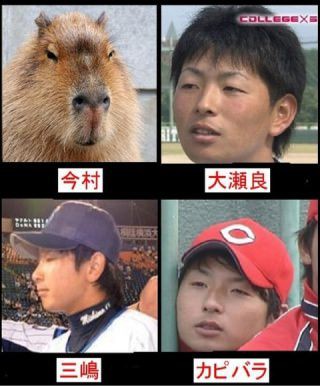 悲報 一岡さん カピバラ三兄弟をクビになる なんじぇいスタジアム なんjまとめ