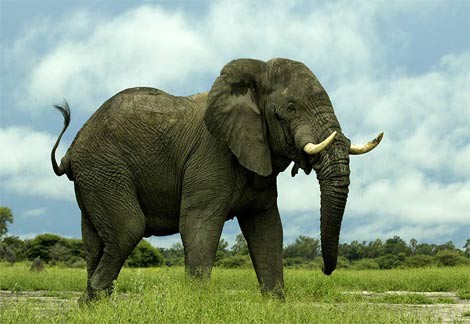 地上最強の生物はカバらしいけど 僕自身なんjをまとめる喜びはあった