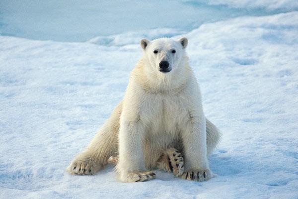 地上最強の生物はカバらしいけど 僕自身なんjをまとめる喜びはあった