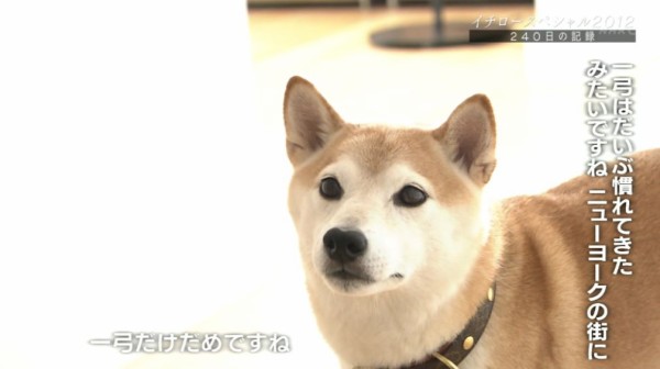 画像 イチローの愛犬 一弓 がかわいすぎるンゴｗｗｗｗｗｗｗｗ 僕自身なんjをまとめる喜びはあった