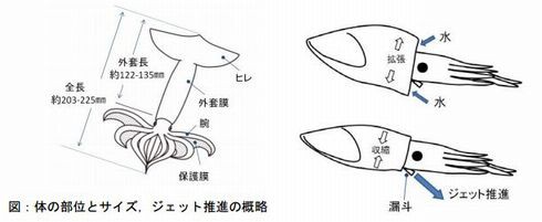 論 文 人類とイカ なんてったって芝山