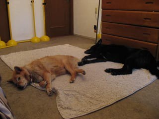 セクシーな老犬 ウチのナマモノ