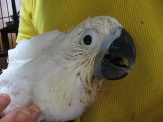 タイハクオウムの雛 挿し餌方法 ウチのナマモノ