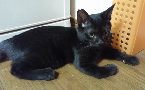 あなごだよ Annex ニャンコのずっとのお家探し