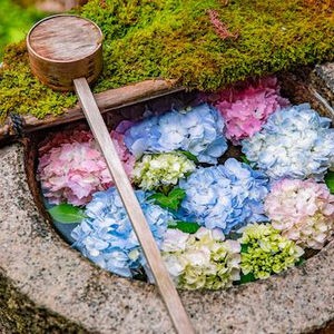 なにこれ綺麗 手水舎に花を浮かせてつくる芸術にうっとりする おいしいものまとめblog