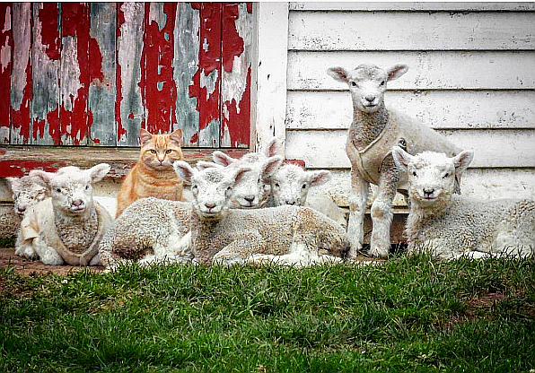 猫のスティーブと子ヒツジたち ニュージーランド 北の国から猫と二人で想う事 Livedoor版