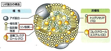 低コレステロールの危険 いつでもloupe