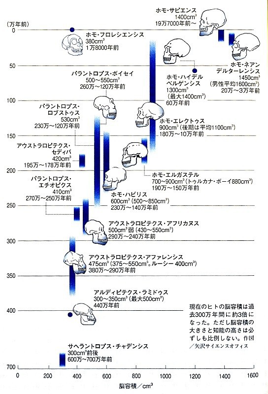 火山噴火とヒトの歴史 ６ アフリカ大地溝帯とヒトの誕生 いつでもloupe