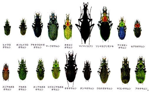 昆虫の進化から日本列島の生い立ちが見える」 : いつでもLOUPE