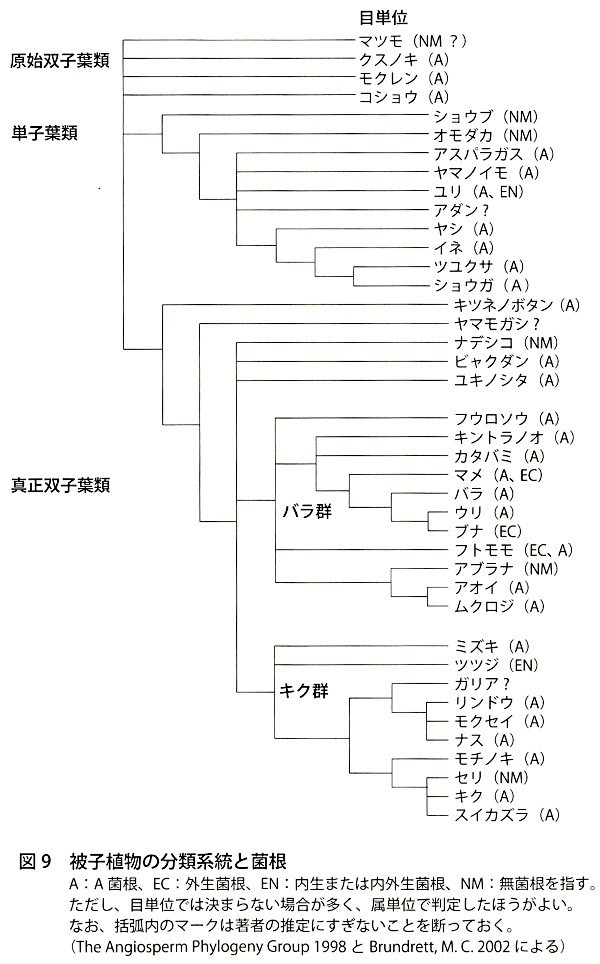 森と自然菜園 (5)菌根菌と植物の共生進化 : いつでもLOUPE
