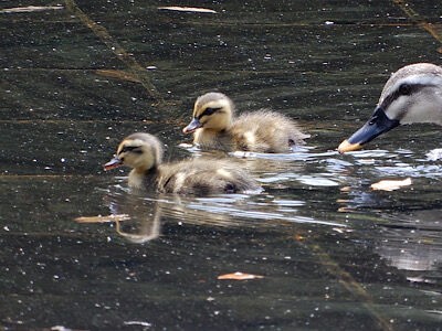 多摩中央公園のカルガモ親子 ｐｈｏｔｏ日記