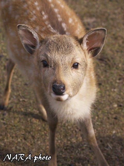 バンビ（子鹿）の剥製 2匹のバンビ、子鹿 木製ベース付き バンビ(子鹿)の剥製 - メルカリ
