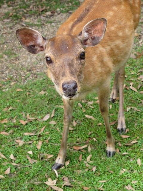 天然日本鹿　夏毛　 頭部付き 大きめ 天然日本鹿 夏毛 頭部付き 大きめ 天然日本鹿 夏毛 頭部