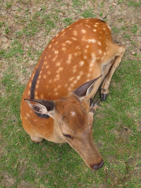 子鹿 バンビ 物語2011 Vol 45 白いぽっちの子鹿ちゃん しかふぇち Nara Photo Blog