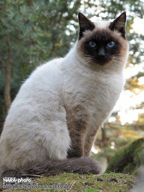 猫スナップ Vol 3 奈良公園界隈の猫たち しかふぇち Nara Photo Blog