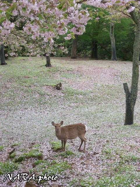 桜 鹿15 Vol 39 サラサラの桜の絨毯の上で ゆるしか Nara Photo Blog