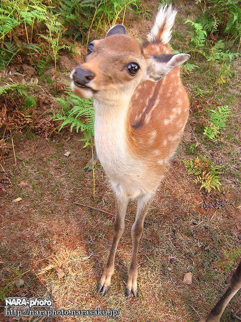 バンビ写真がイラスト化 しかふぇち Nara Photo Blog バンビ写真がイラスト化 しかふぇち Nara Photo Blog