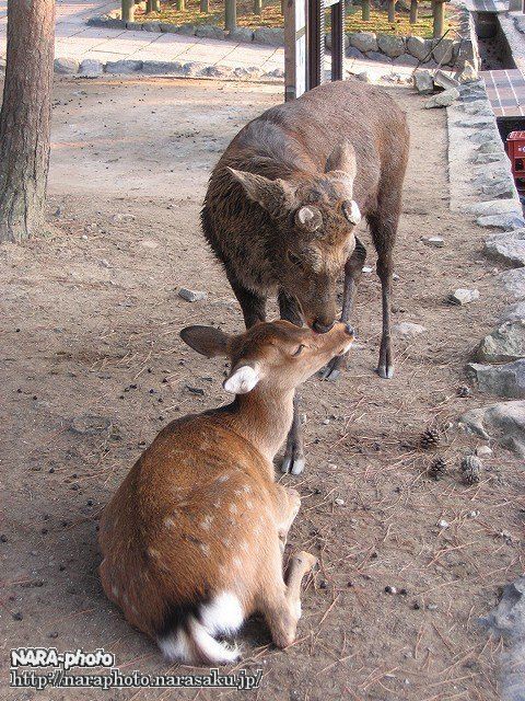 秋の雄鹿 逢い引き 鹿スナップ しかふぇち Nara Photo Blog