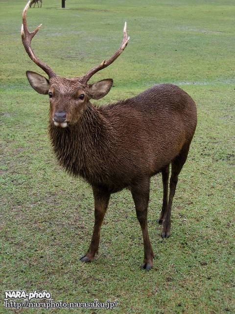奈良公園の雄鹿の角のサイクル : ゆるしか ～ NARA-Photo Blog