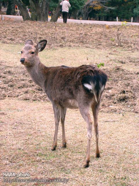 鹿のおしりコレクション Vol 7 黒い しかふぇち Nara Photo Blog
