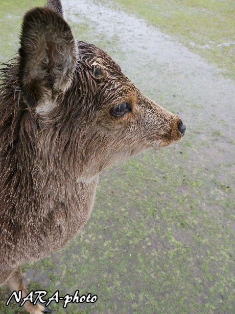 雨の日の奈良公園の鹿 Vol 1 雨の日も ほぼ 日常 ゆるしか Nara Photo Blog