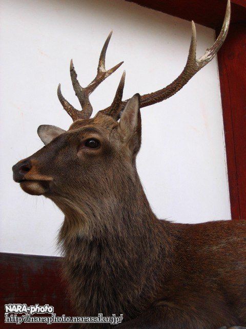 大きい　鹿の角 奈良県　清掃済み 大きい 鹿の角 奈良県 清掃済み