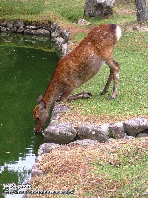 水辺の鹿 vol.11 鹿 水飲み中 : ゆるしか ～ NARA-Photo Blog