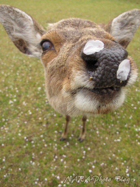 はなはなあたっくだみょーーーん 意味不明 鹿スナップ しかふぇち Nara Photo Blog