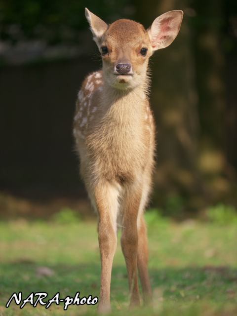 めちゃくちゃかわいい！リヤドロ　バンビ　子鹿と蝶　絶版品 めちゃくちゃかわいい！リヤドロ バンビ 子鹿と蝶 絶版品
