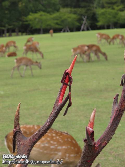 奈良公園の雄鹿の角のサイクル しかふぇち Nara Photo Blog