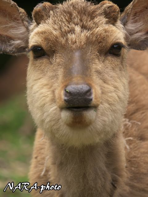 鹿顔ウォッチング Vol 8 別の生き物にも見える しかふぇち Nara Photo Blog