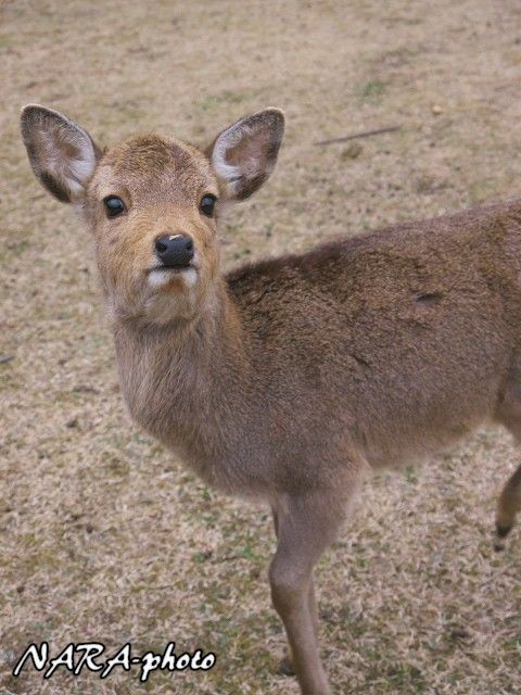 子鹿 バンビ 物語14 Vol 85 秋生まれの子鹿ちゃんの衣替え しかふぇち Nara Photo Blog