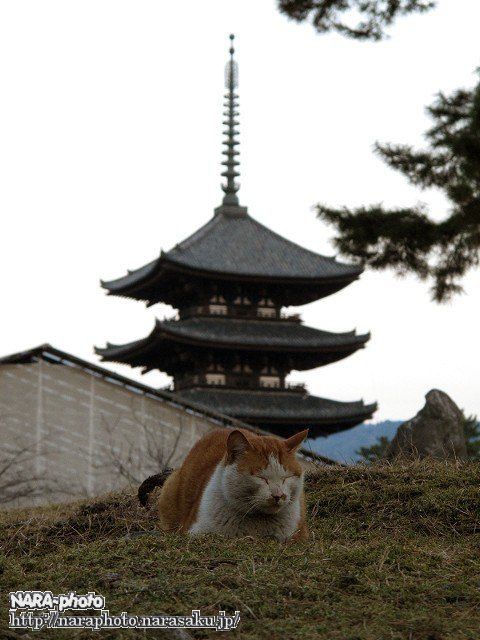 猫スナップ Vol 3 奈良公園界隈の猫たち しかふぇち Nara Photo Blog