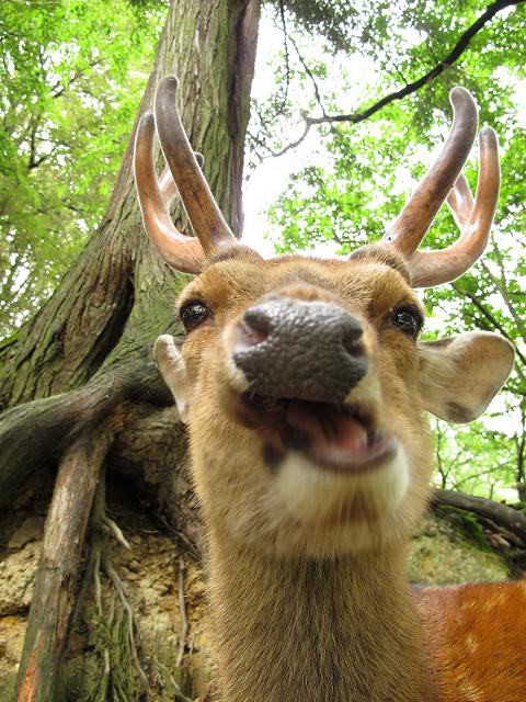 鹿顔ウォッチング しかふぇち Nara Photo Blog